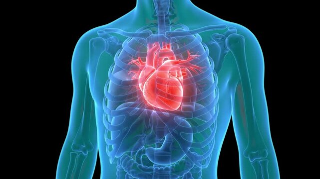 A stunning 3D holographic medical graphic depicting the human chest cavity with a highlighted, glowing red heart organ inside the skeletal rib cage. Great background asset for cardiology clinics, card