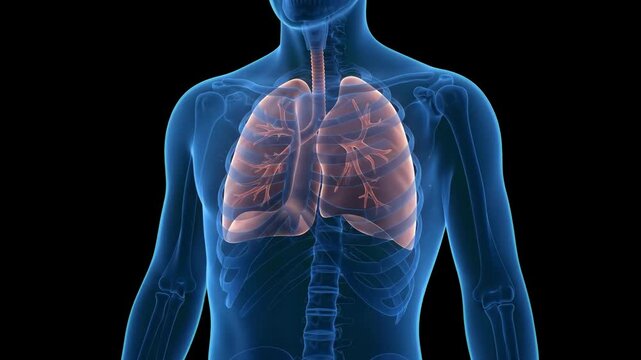 A detailed 3D medical visualization showing the respiratory system with anatomically correct lungs breathing inside a transparent blue male torso. This scientific animation is designed for healthcare 