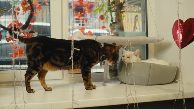 Cat shelter, home for pets, Adoption center, rescue for the animals, woman is distributing food to a group of cats in a shelter
