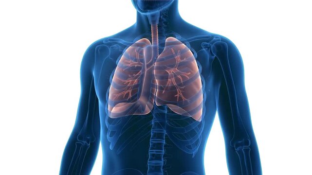 A clean, high-contrast 3D medical render of a human chest area showcasing realistic lungs and bronchial tree anatomy, isolated against a solid white background. This high-density static visual asset i