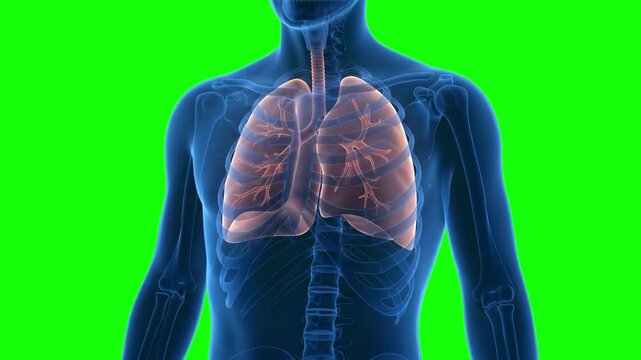 A detailed translucent 3D medical illustration of the male torso highlighting the human respiratory system and lungs, shown completely static against a green screen. This premium pre-keyed scientific 
