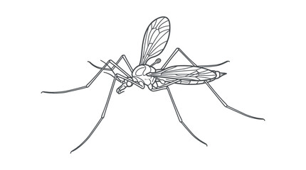 Mosquito insect profile line art illustration. © ZAHZI