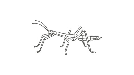 Fototapeta premium Stick insect line art drawing on white background.