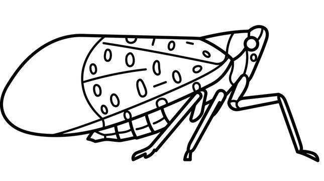 Spotted lanternfly side view line art illustration.