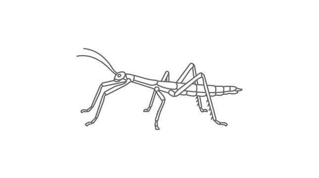 Stick insect line art drawing on white background.