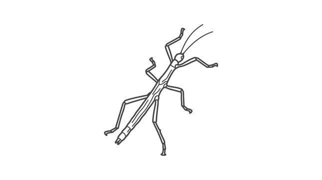 Stick insect top view line art drawing.