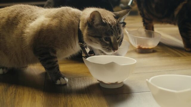 Cat shelter, home for pets, Adoption center, rescue for the animals, woman is distributing food to a group of cats in a shelter