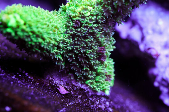 Vibrant Bali Green Slimer Acropora Close Up Underwater in Saltwater Aquarium