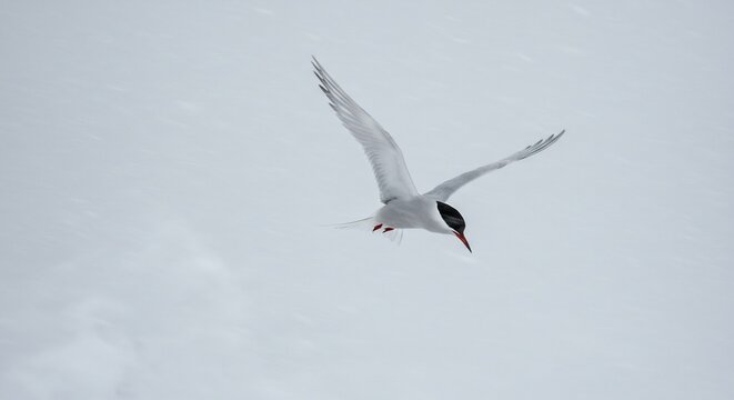 Arctic Tern bird in elegant flight wings outstretched against a pure white minimalist background soft light accentuating its form. AI Generated