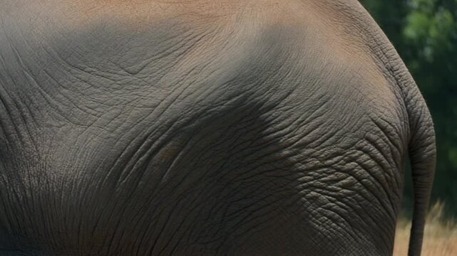 Extreme Close Up Cinematic Slow Drift Across Elephant Skin Surface with Deeply Creased and Cracked Texture Background