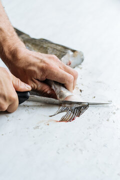 Crop hands cutting fish
