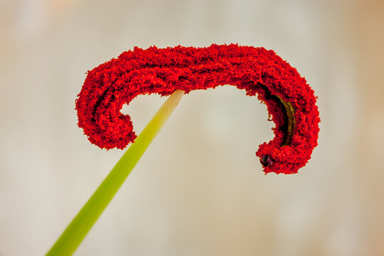 Detail of red lily stamen in spring