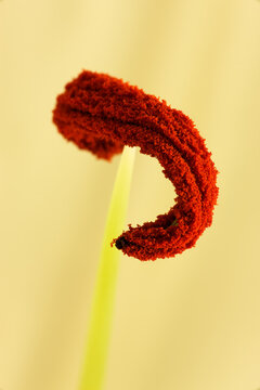 Detail of red lily stamen in spring