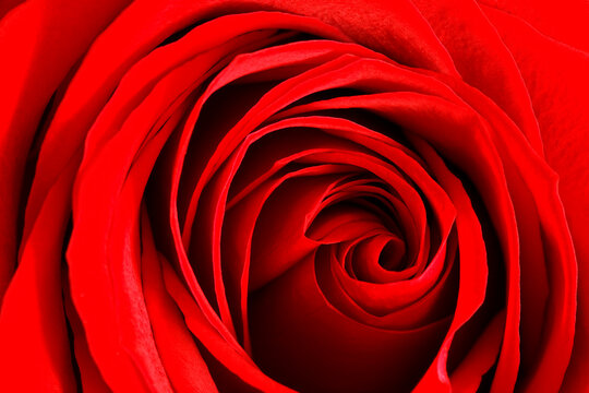 A bright red rose for a special occasion