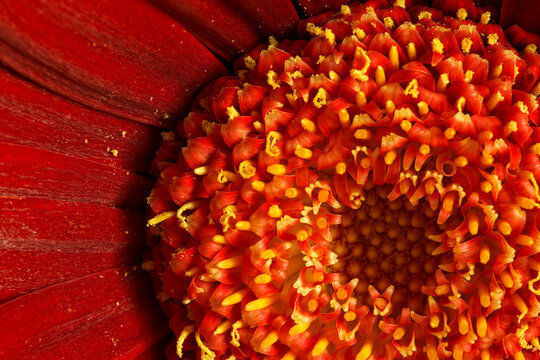 Red Gerber daisy detail in a spring garden near Seattle Washington