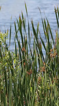 Amazing native plants in the genus Schoenoplectus, Typha, and Salix are often dominant in the few remaining natural permanently moist riparian shorelines of Coastal Los Angeles County.