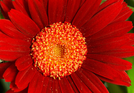 Red Gerber daisy detail in a spring garden near Seattle Washington