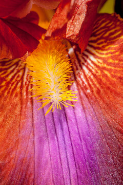 Iris flower detail in a spring garden near Seattle Washington