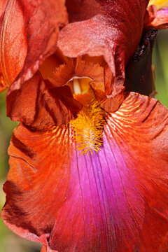 Iris flower detail in a spring garden near Seattle Washington