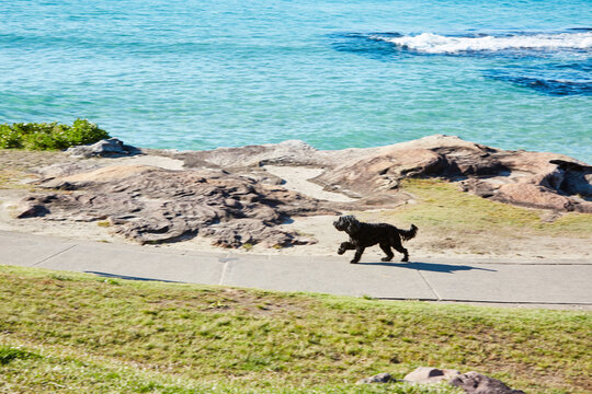 Aussie Beach Dog