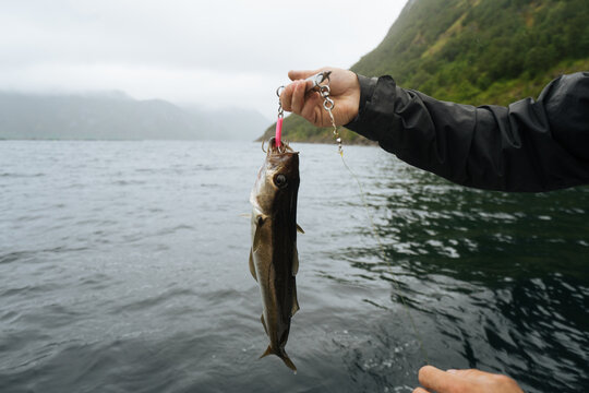 Crop hands holding fish near lake