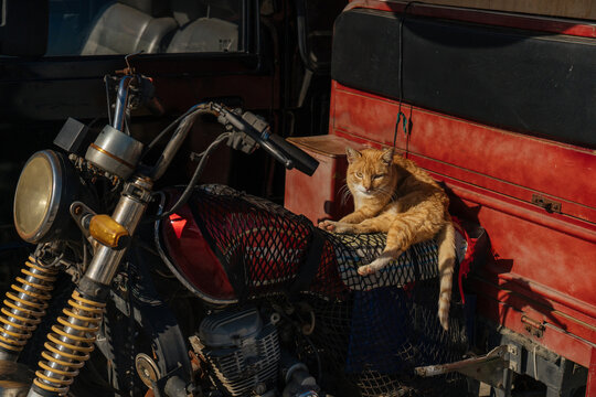 Tranquil cat lying on motorcycle seat