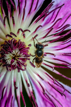 A bee pollinates a clematis flower in a spring garden near Seattle Washington