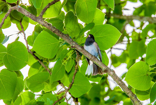 A small black-headed bird sits in an aspen tree near Seattle Washington