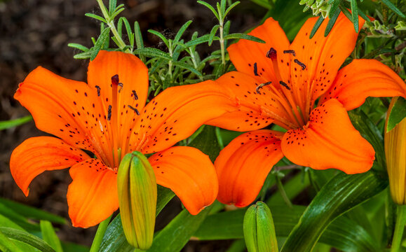 Bright orange tiger lilies bloom in a garden near Seattle Washington