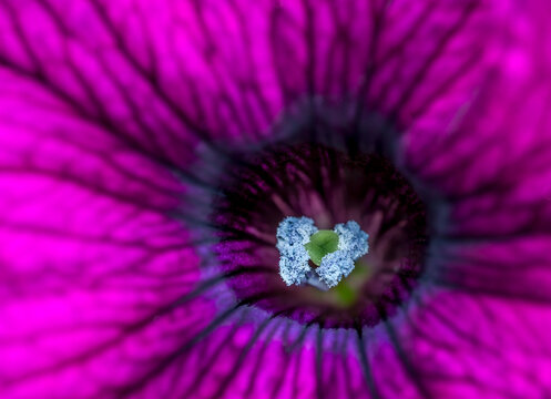 Close view of a purple petunia in a spring garden near Seattle Washington
