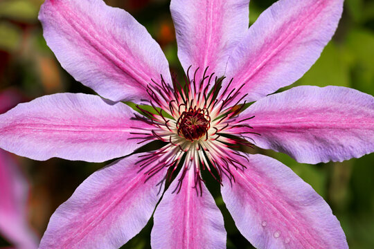 Clematis flowers bloom in a spring garden near Seattle Washington