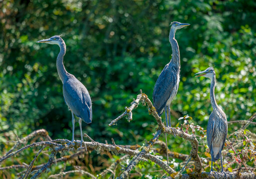 Great Blue Heron at a large lake near Seattle Washington