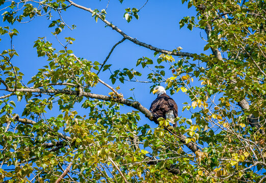 A bald eagle peers down from high branches at a lake near Seattle Washington