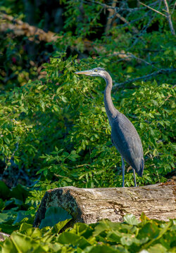 Great Blue Heron at a large lake near Seattle Washington