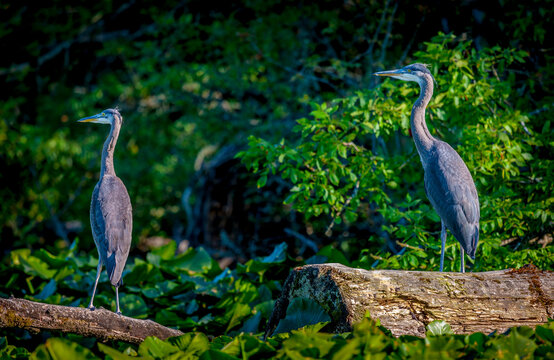 Great Blue Heron at a large lake near Seattle Washington
