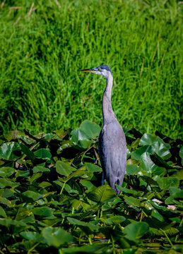 Great Blue Heron at a large lake near Seattle Washington