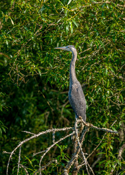 Great Blue Heron at a large lake near Seattle Washington