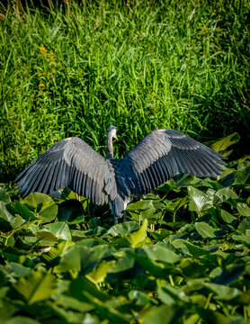 Great Blue Heron at a large lake near Seattle Washington
