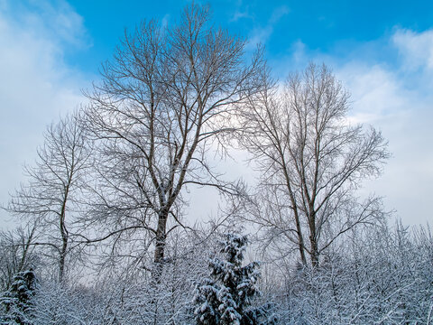 Frost and snow cling to forest branches in winter near Seattle Washington