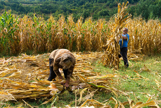 Harvest Couple