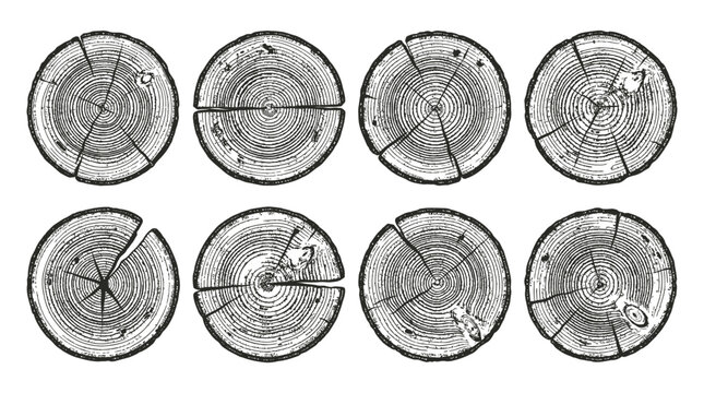 Detailed Vintage Wood Log Cross Section Collection &ndash; Realistic Tree Trunk Rings Texture Slice Illustration Set