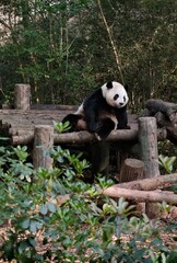 Giant panda lounging at a zoo © Sarah