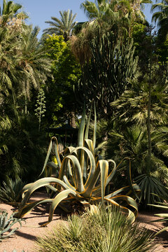 Still life with tropical oasis in Marrakesch