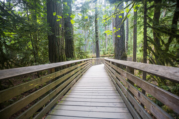 Fototapeta premium Boardwalk in the forest