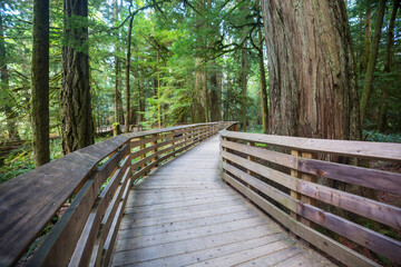 Fototapeta premium Boardwalk in the forest