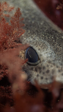 Close up of a lesser spotted catshark hiding in seaweed, Wales 