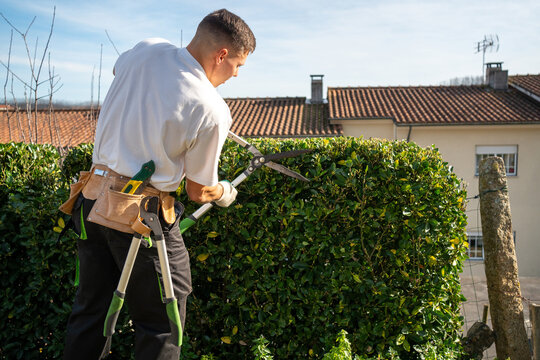 Gardener trimming hedge with shears in backyard
