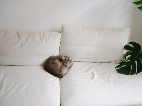 Cat in the centre of the sofa 