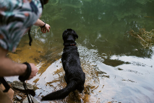 black Labrador dog going swimming