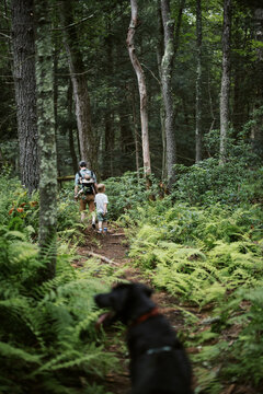 family hiking together in woods in massachusetts